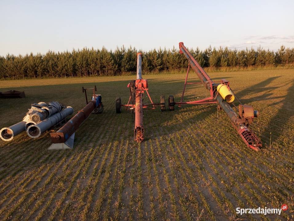 Żmijka do zboża wielkopolskie Buk