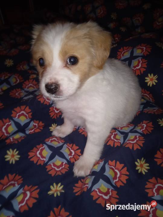 Szczeniak Jack Russell Terrier Pszczyna