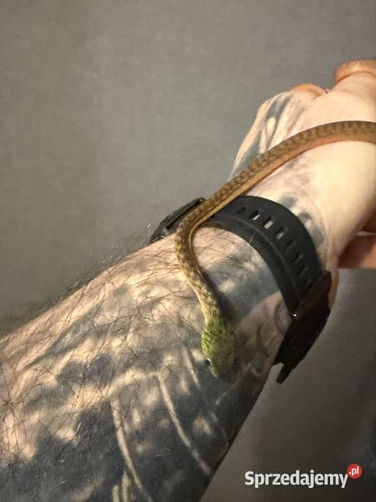 boiga cyanea płeć nieznana Zwierzęta Wałbrzych