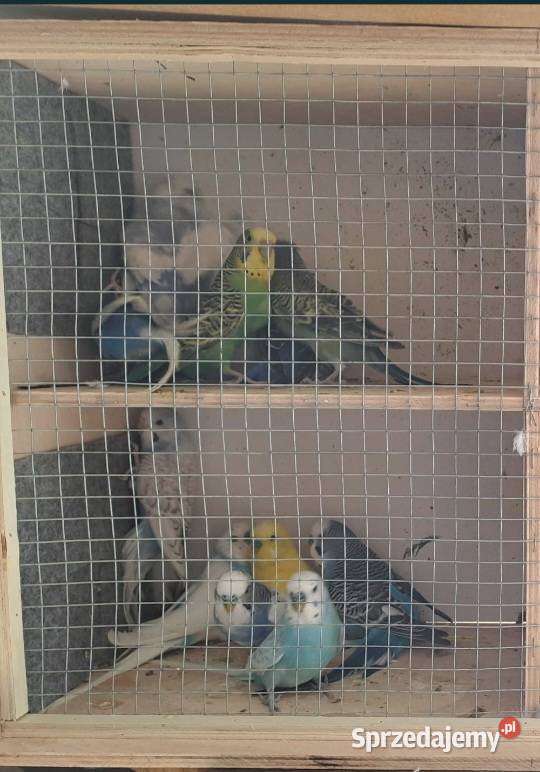 Sprzedam papugi Miejska Górka
