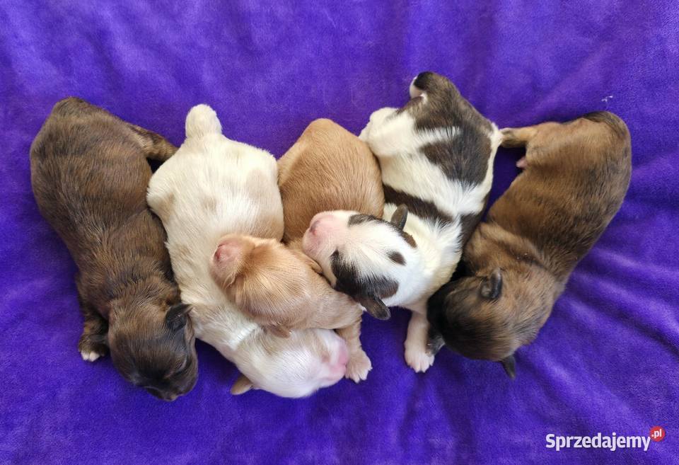 Suczka piesek Hawańczyk Championach FCI ZKwP Pozostałe Chrośla