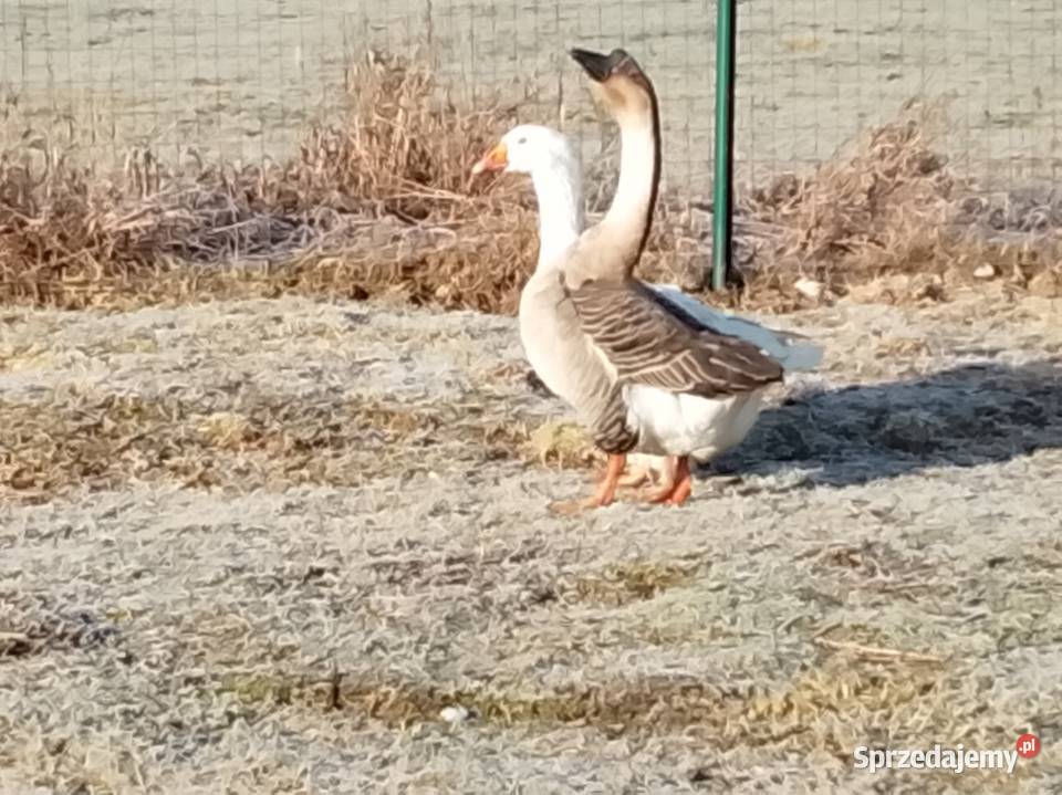 Gęsi landers i garbonosa Ptaki Lubiszyn sprzedam
