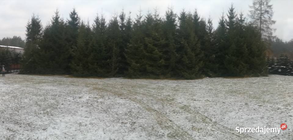 Wycinka drzew utylizacja wyrwanie karp lubelskie Parczew