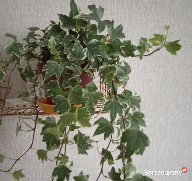 Roślina doniczkowa bluszcz Hedera Helix łódzkie Łódź sprzedam