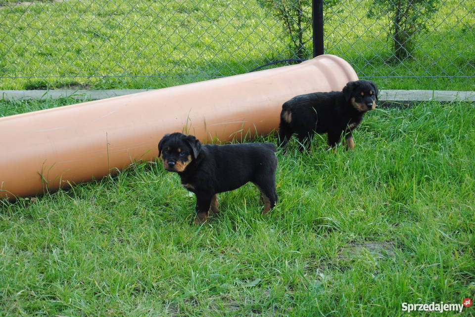 Rottweiler szczeniaki do oddania Bąków