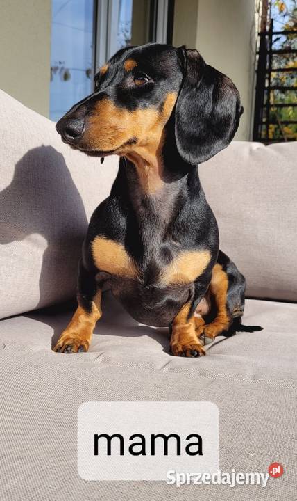 Jamnik Miniaturowy łódzkie Łódź