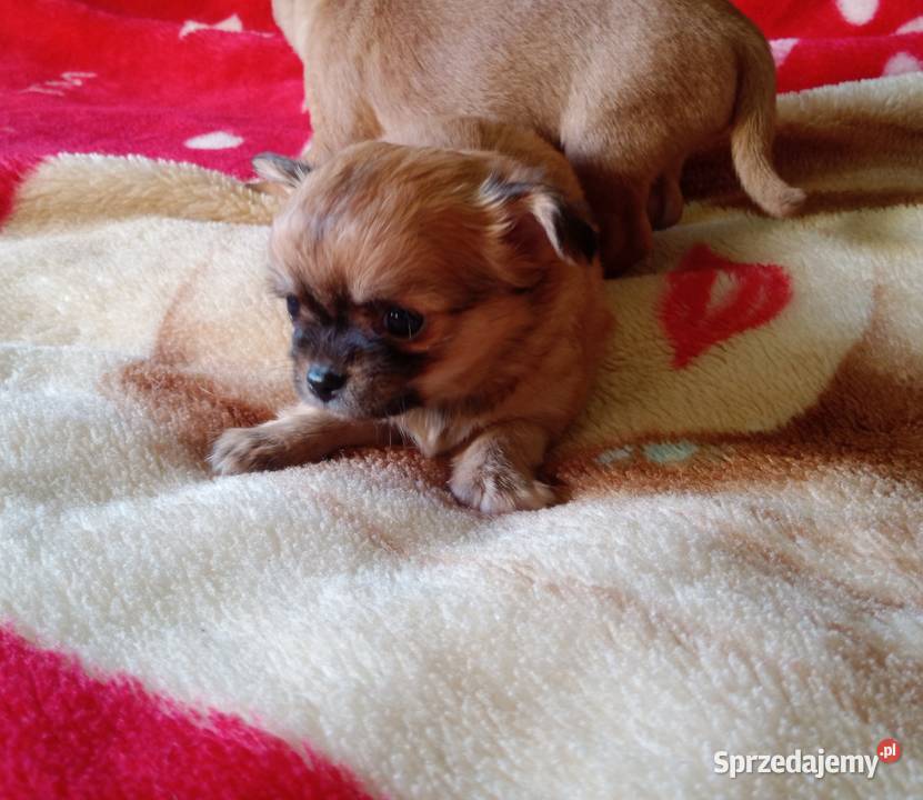 Chihuahua piesek biały i brązzowy Jasienica Dolna