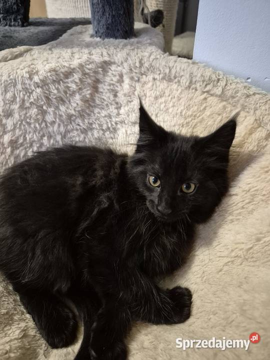 Kotki MaineCoon Będzin