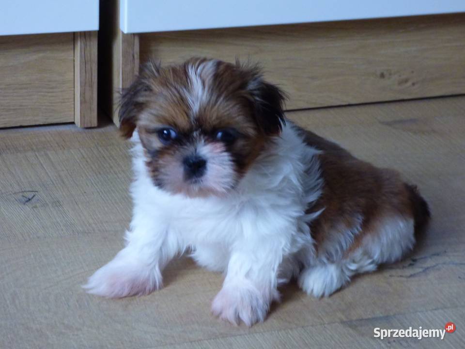 Szczeniaki rasy Shih Tzu tricolor świętokrzyskie Kielce sprzedam