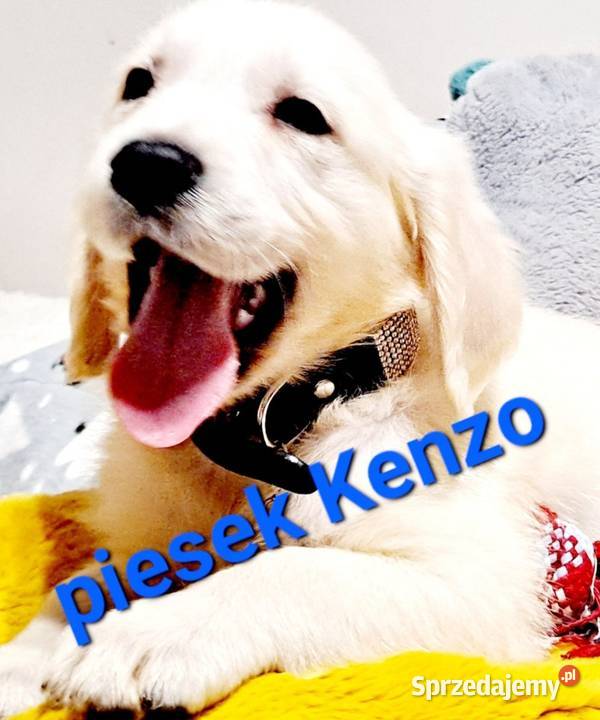 Kenzo piesek Golden Retriever Golden Retriever Dobieszczyzna