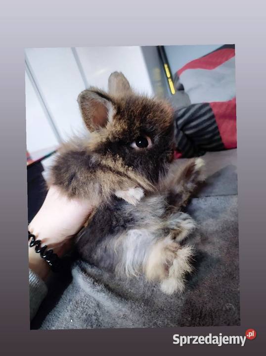 Karzełek teddy królik miniaturka króliki