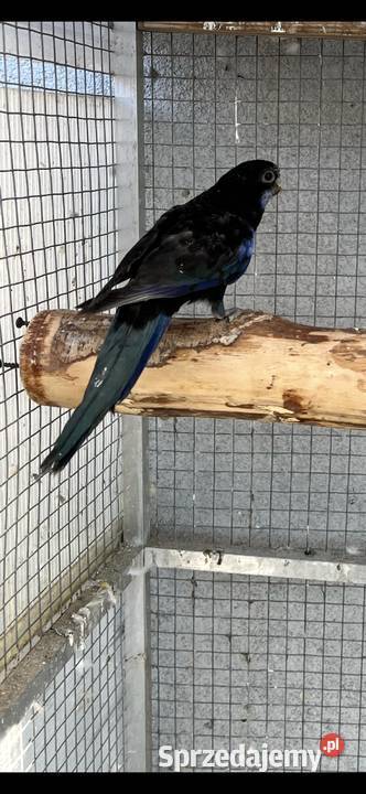 Rozelle białolice sprzedam