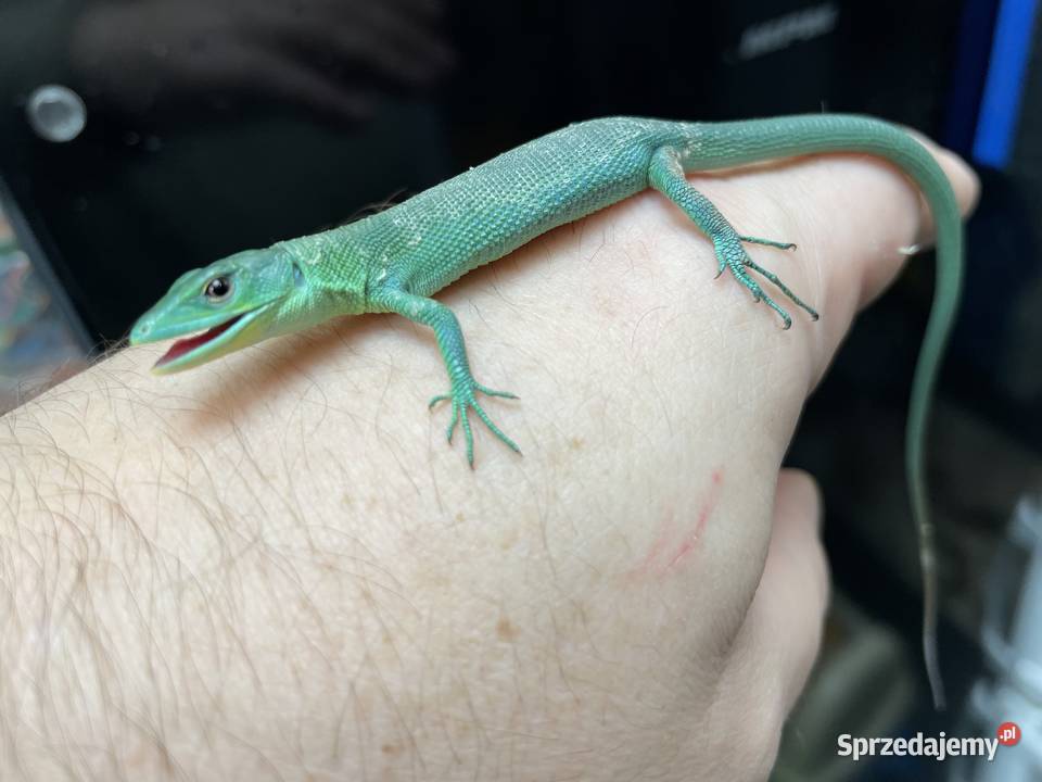 jaszczurka szmaragdowa w Gliwicach Gliwice sprzedam