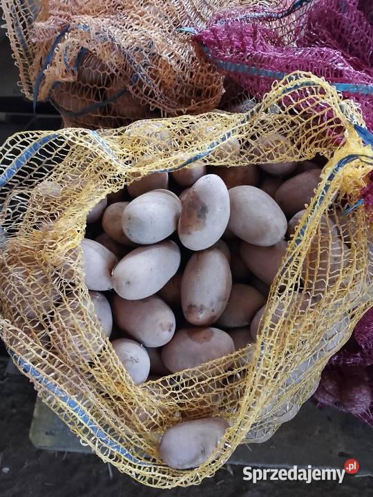Ziemniaki sadzeniaki Queen Anna Golczewo