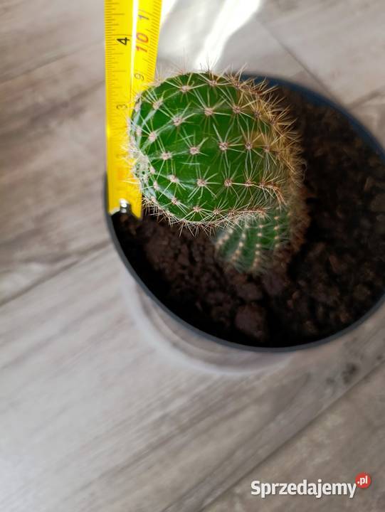 kaktus do pilnej sprzedaży Poznań