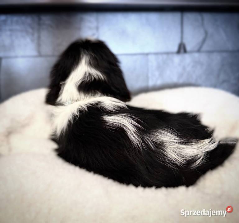 Suczka BONNIE Cavalier King Charles Spaniel Cavalier King Charles Spaniel Psy Limanowa