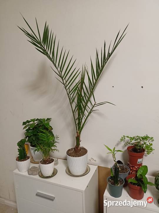 Daktylowiec Kanaryjski wys 95 Łódź