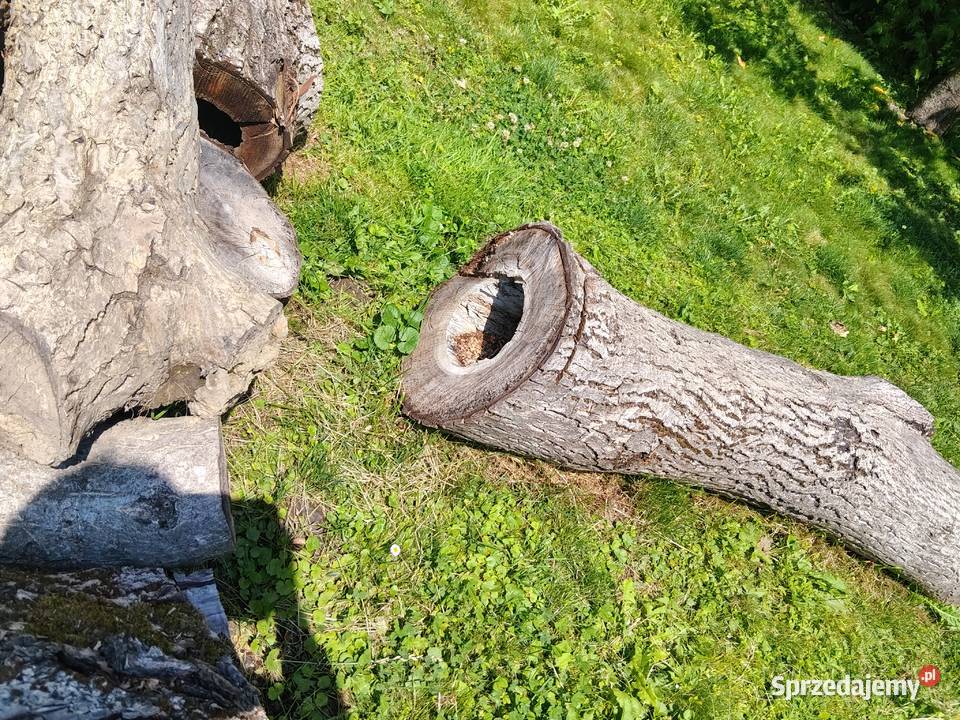 Pień orzecha włoskiego Dębowiec sprzedam