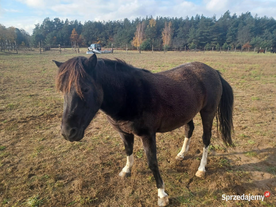Sprzedam klacze huculskie Zawidz Kościelny