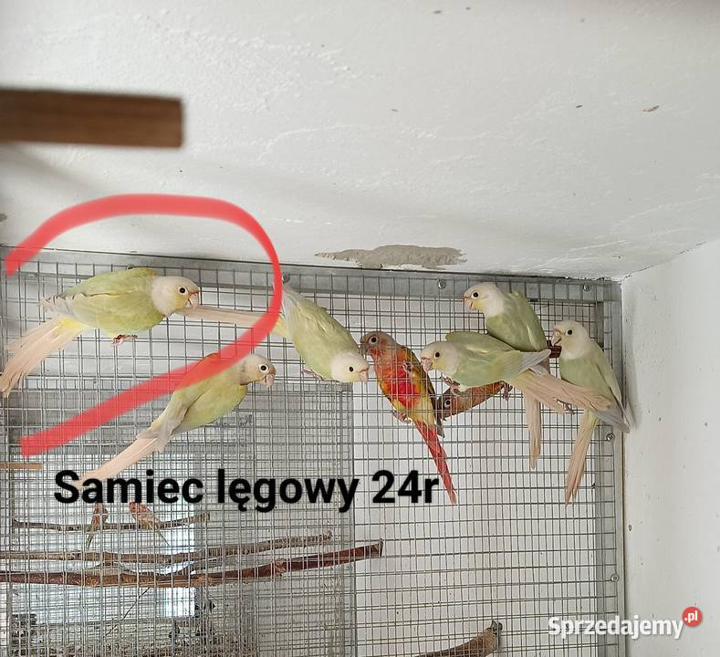 Rudosterki zielonolice Kraków