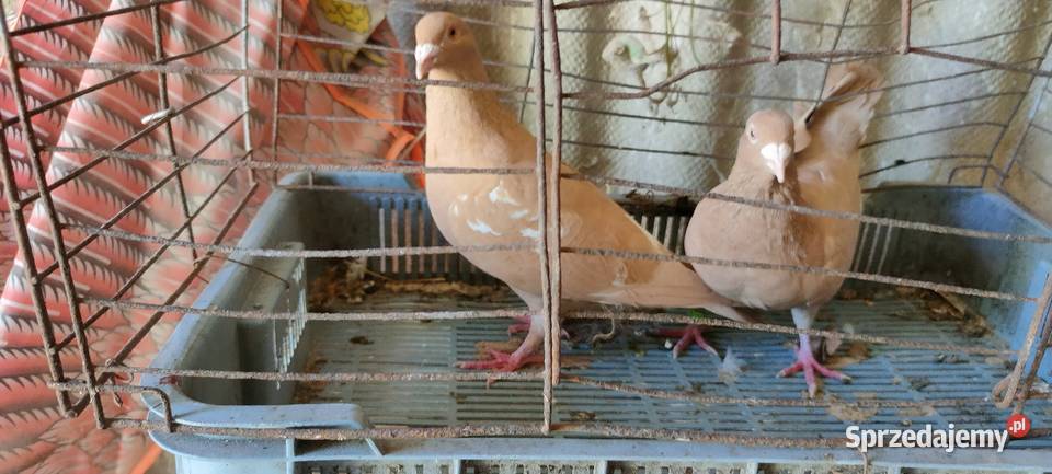 Golembie mulemansy żółte Ptaki Tokarówka