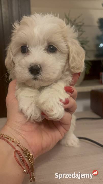 Maltipoo piesek biszkoptowy F1 śląskie Częstochowa