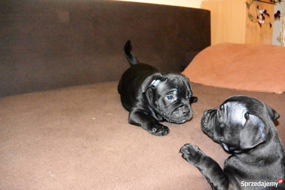 Staffordshire Bull Terrier Staffik Stafik Białystok