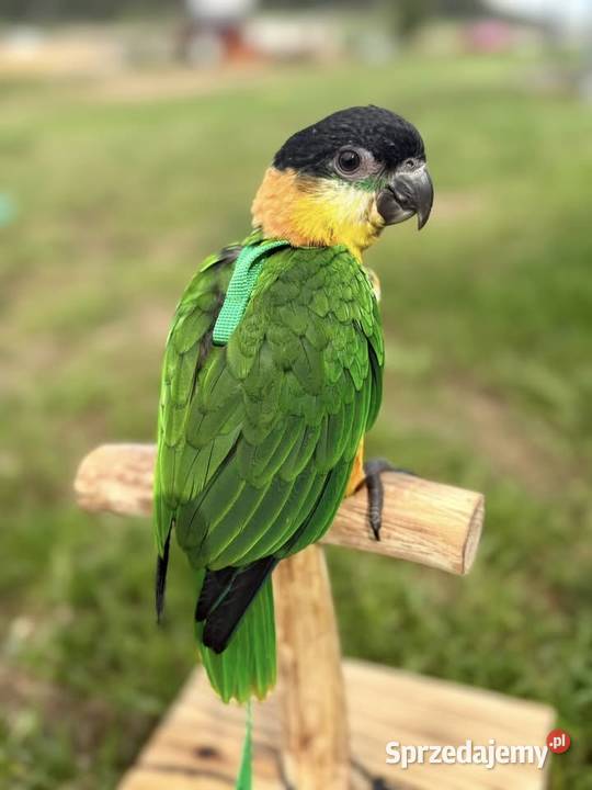 Barwinka ręcznie karmiona Paniówki