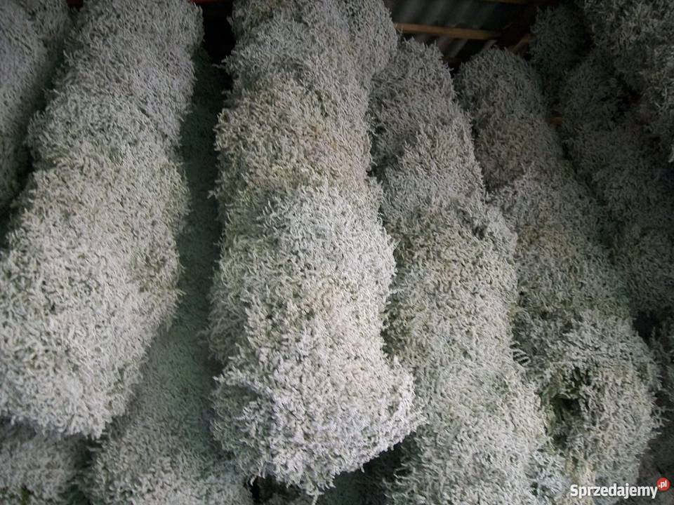 Zatrwian tatarski statycja Ryki