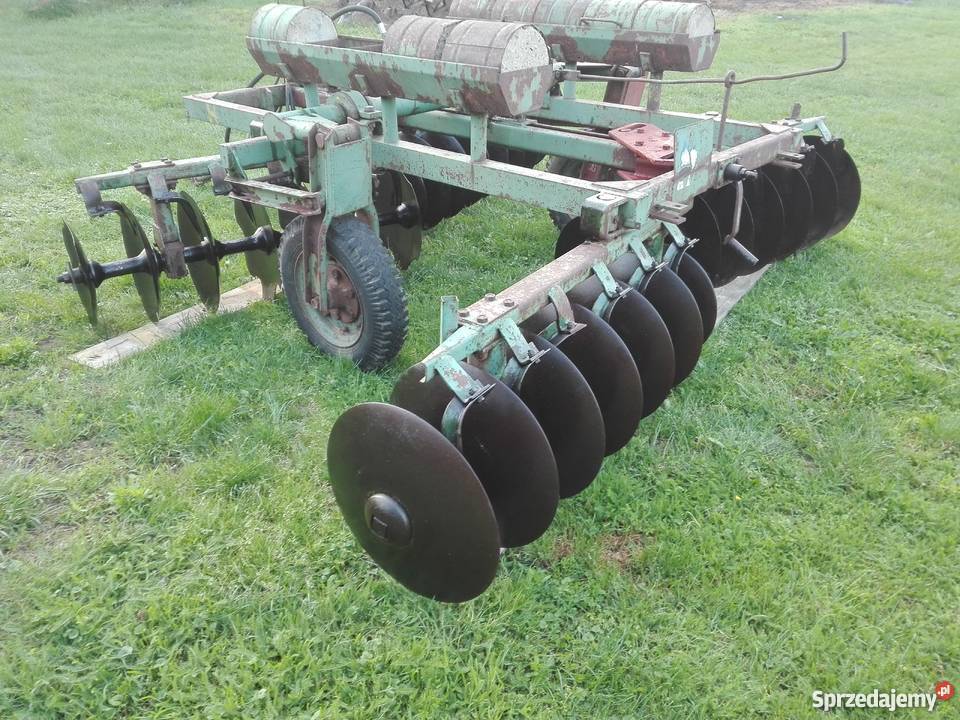 Talerzowka polska 3m Jordanów Śląski sprzedam