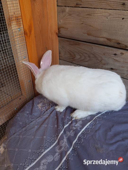 Termondzkie samce i samice Krasnystaw