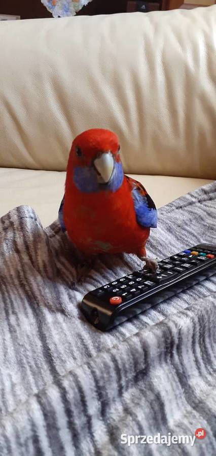 Sprzedam papugę Rozelle Królewską Juliszew sprzedam