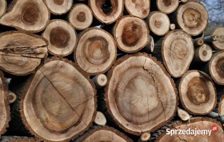 Drewno księżycowe kłoda orzech CZARNY Budowa Wrocław