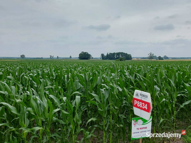 Materiał siewny kukurydza Pioneer P8834 AQUAmax Łabiszyn