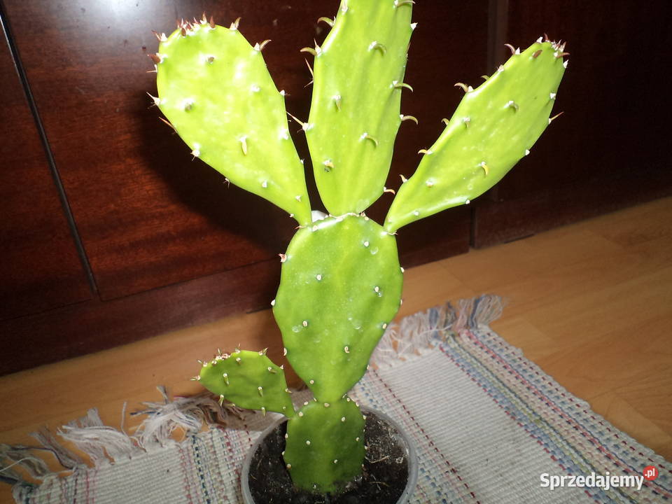 opuncja kwiat doniczkowy Warszawa sprzedam