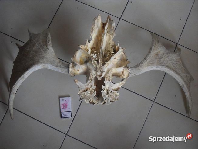 Poroże łosia Antyki Chrzanów