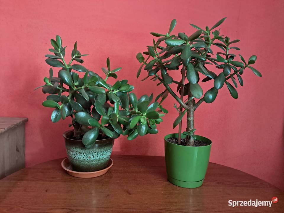 Grubosz drzewko szczęścia Bolestraszyce sprzedam