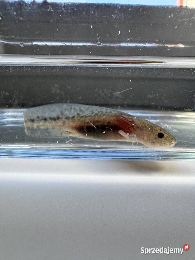 Młode aksolotle z własnej hodowli do dobrego Pozostałe Kobylnica