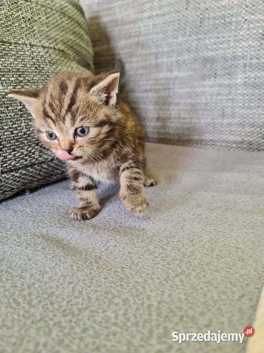 Kotki brytyjskie bez rodowodu Wołczyn