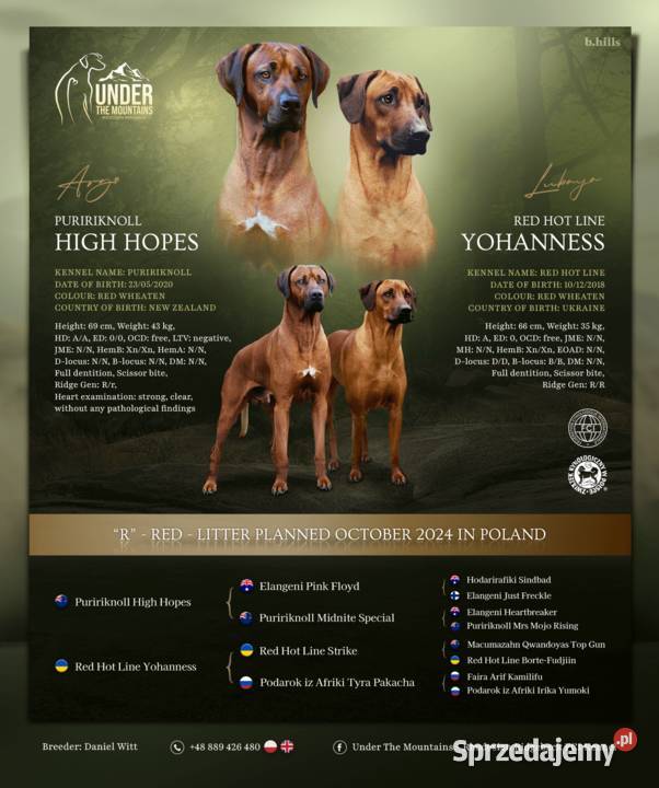 Rhodesian Ridgeback szczenięta gotowe do odbioru kujawsko-pomorskie Bydgoszcz