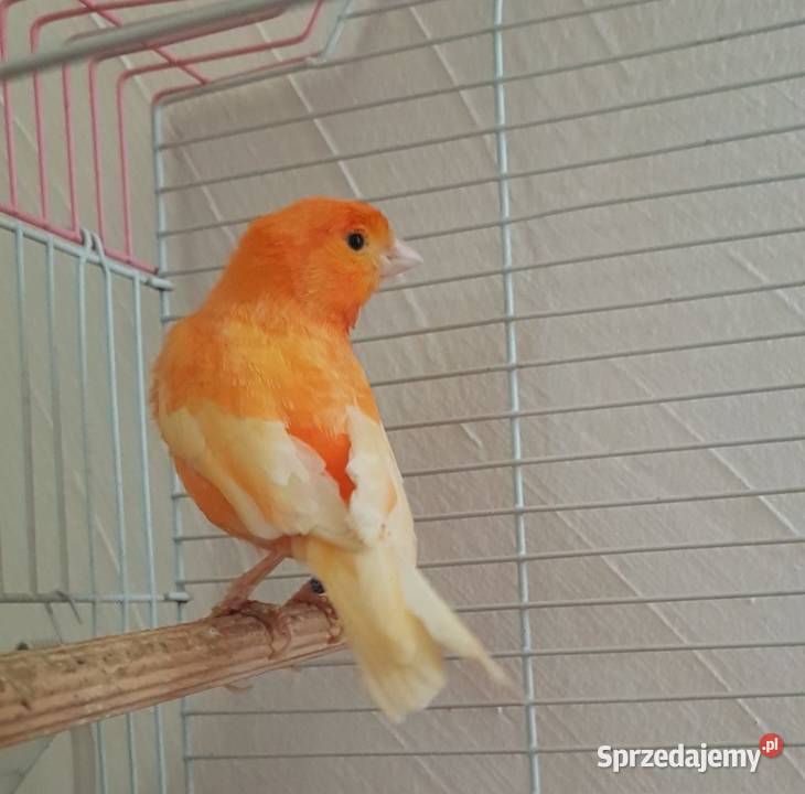 Kanarek samczyk Lwówek Śląski