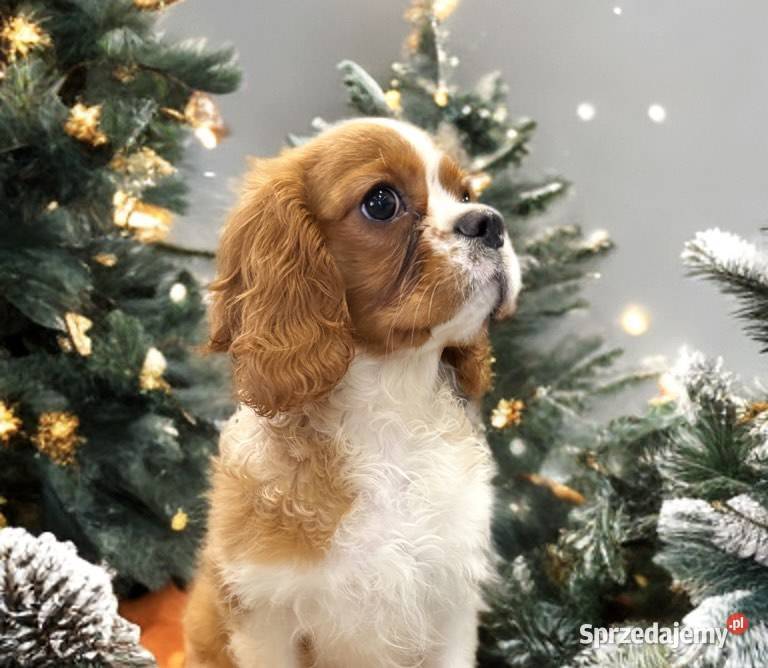 Piesek Cavalier King Charles Spaniel BLENHEIM małopolskie Limanowa sprzedam