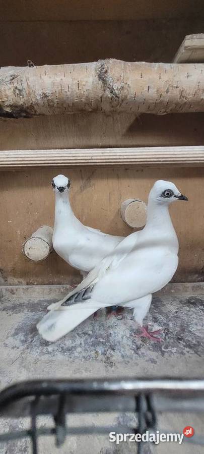 Gołębie wiedeński lotny łódzkie Skierniewice