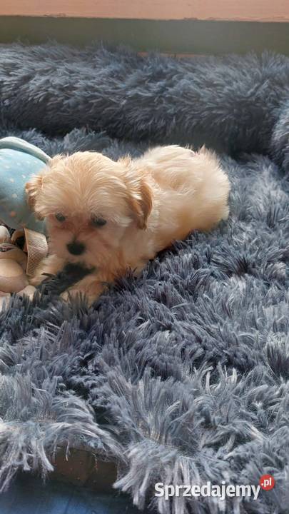 Maltipoo szczeniaczki mazowieckie sprzedam