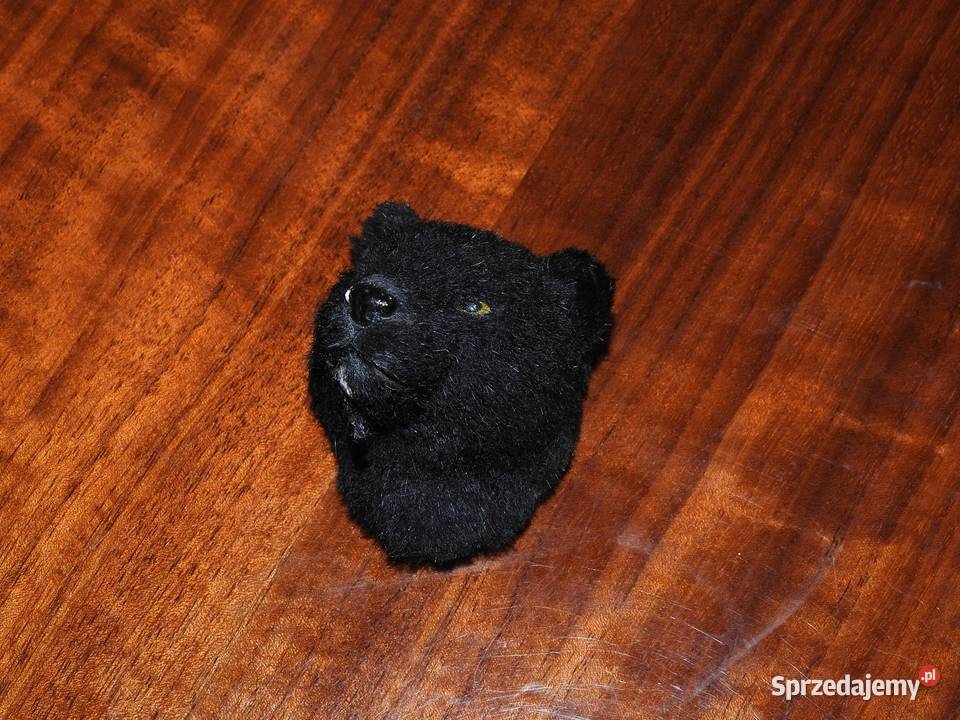 Pantera na magnes Przemyśl