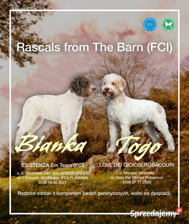 Lagotto Romagnolo szczenięta ZKwPFCI Pasłęk