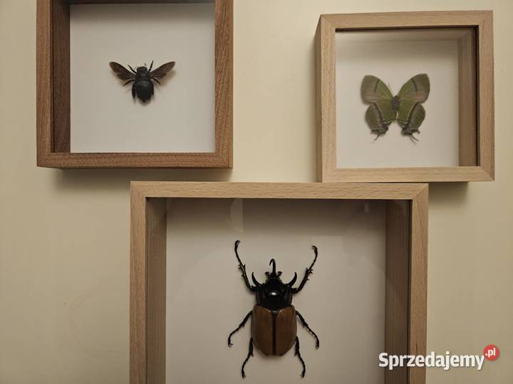 Ozdoby owady w ramkach prawdziwe motyl niebieska Ramki i ramy Mrągowo sprzedam