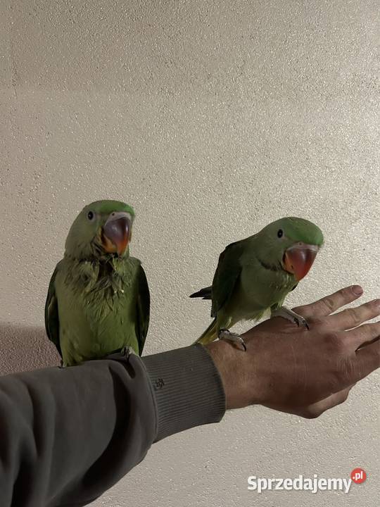 Aleksandretta Większa Aleksandretty Wielkie