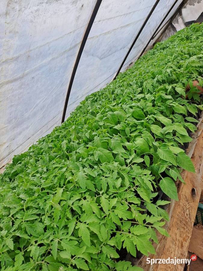 sprzedam pomidory małopolskie Wawrzeńczyce sprzedam