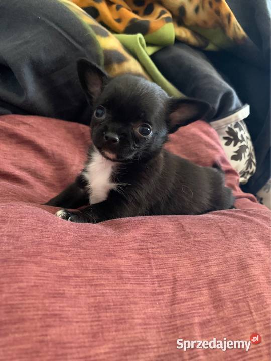 Czarny piesek chihuahua z rodowodem Stare Polesie sprzedam